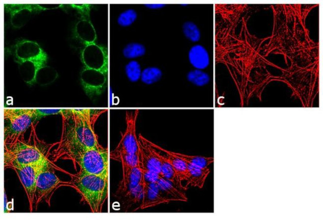 Ephrin B (Pan) Antibody in Immunocytochemistry (ICC/IF)