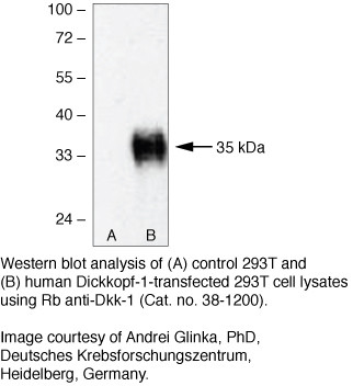 DKK1 Antibody in Western Blot (WB)