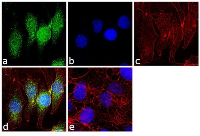PSMD14 Antibody in Immunocytochemistry (ICC/IF)