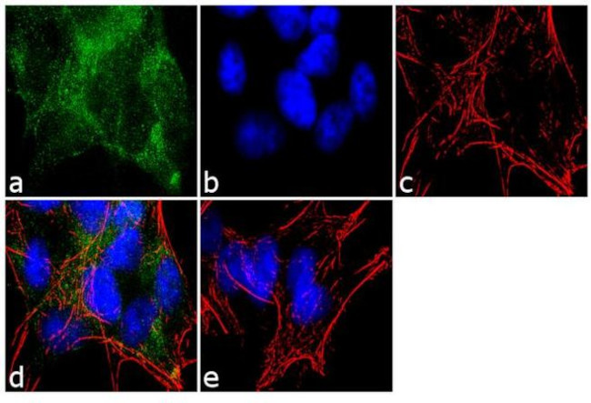 Ephrin A5 Antibody in Immunocytochemistry (ICC/IF)