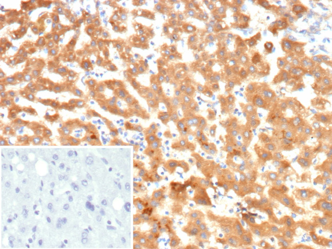KNG1/Kininogen 1 (KNG1-Heavy chain) Antibody in Immunohistochemistry (Paraffin) (IHC (P))