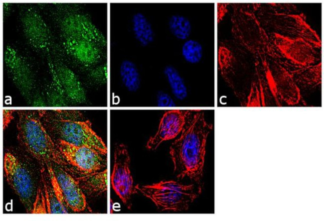SENP1 Antibody in Immunocytochemistry (ICC/IF)