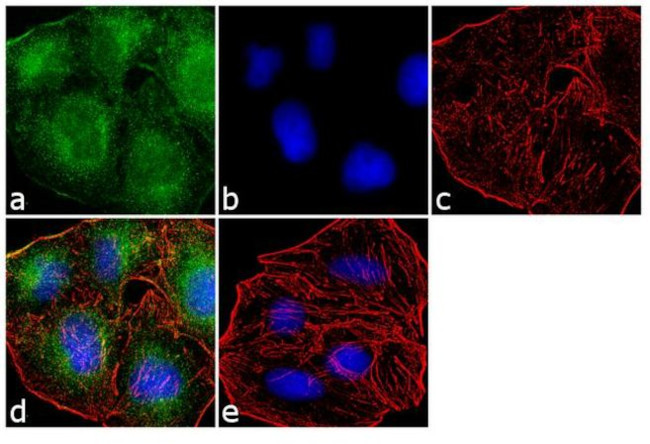 APH1 Antibody in Immunocytochemistry (ICC/IF)