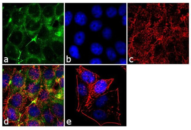PDLIM5 Antibody in Immunocytochemistry (ICC/IF)