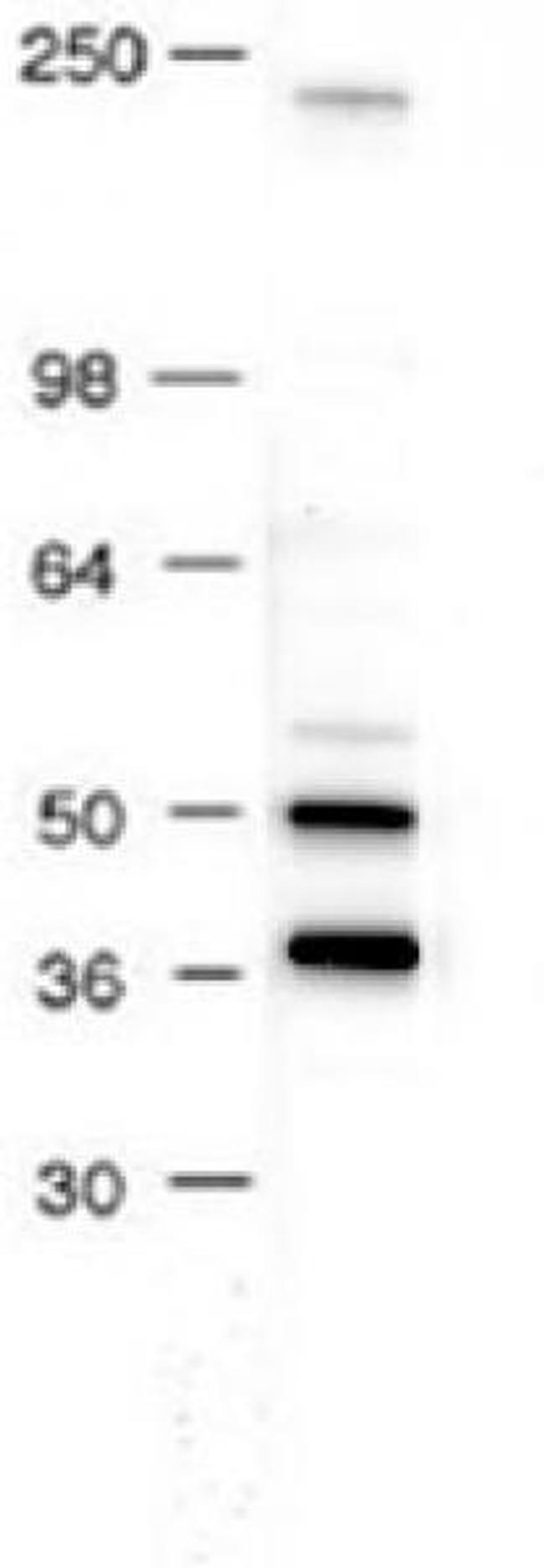 AP-2 Antibody in Western Blot (WB)