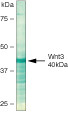 WNT3 Antibody in Western Blot (WB)