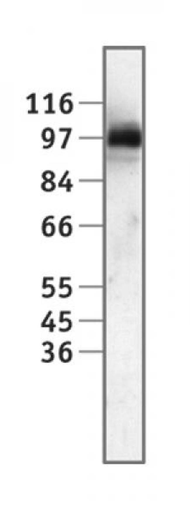 Sp1 Antibody in Western Blot (WB)