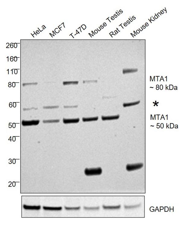 MTA1 Antibody in Western Blot (WB)