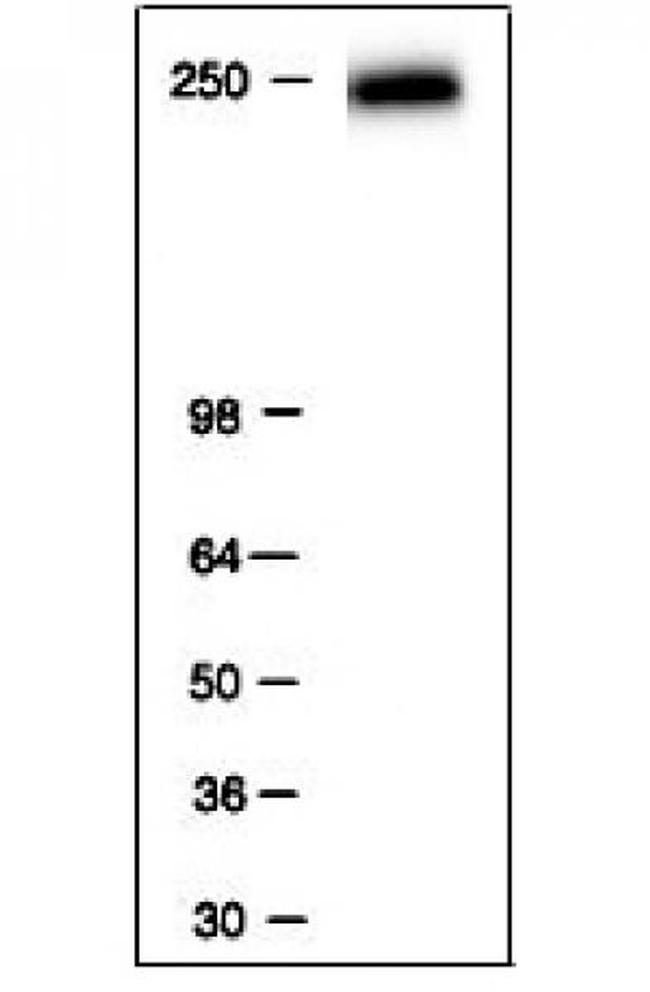 RNA pol II Antibody in Western Blot (WB)