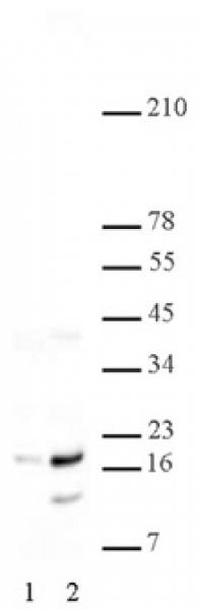 Phospho-Histone H2A/H4 (Ser1) Antibody in Western Blot (WB)