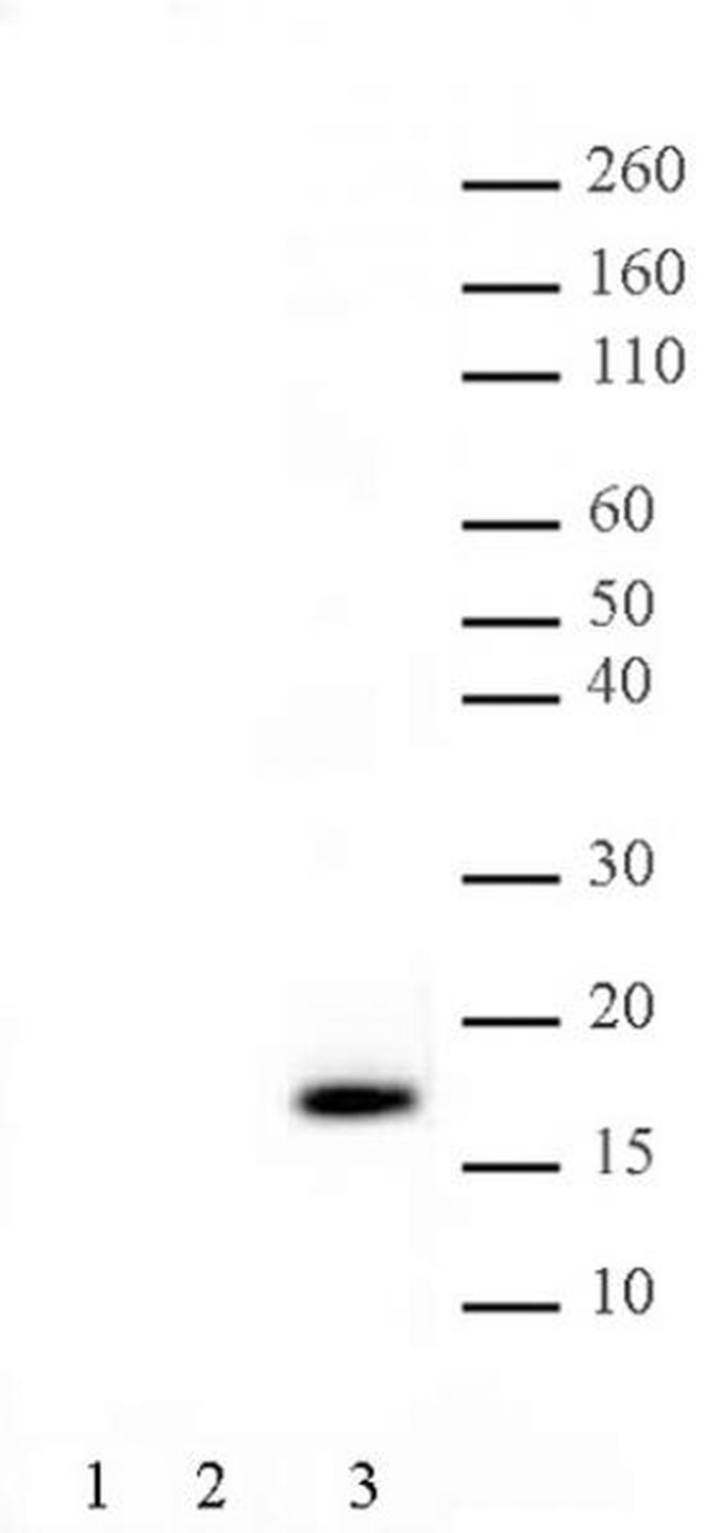 Phospho-Histone H3 (Thr11) Antibody in Western Blot (WB)