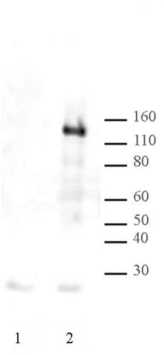 LexA DNA-binding Domain Antibody in Western Blot (WB)