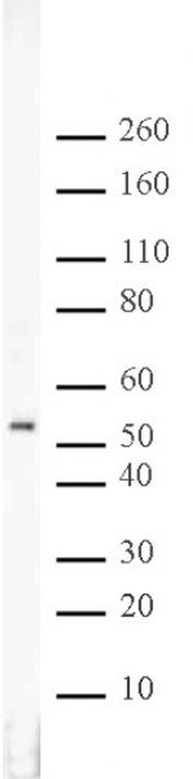 RbAp46/48 Antibody in Western Blot (WB)