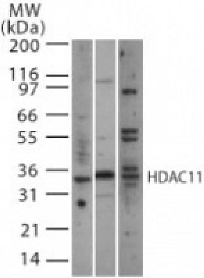 HDAC11 Antibody in Western Blot (WB)