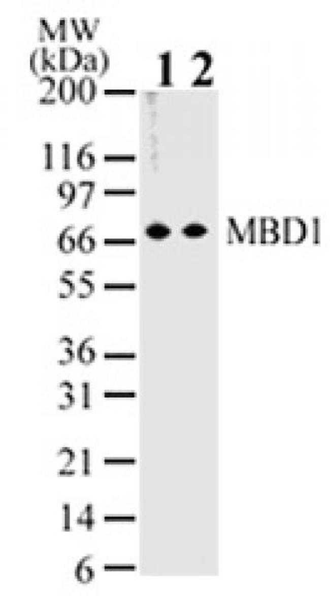 MBD1 Antibody in Western Blot (WB)
