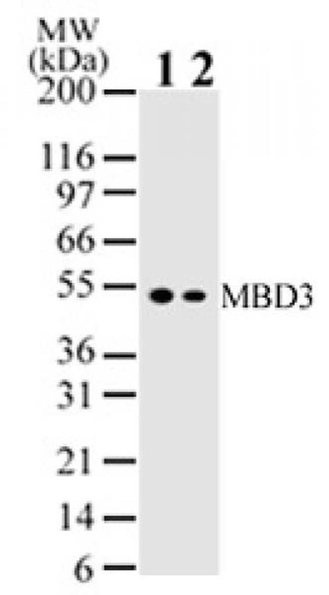 MBD3 Antibody in Western Blot (WB)