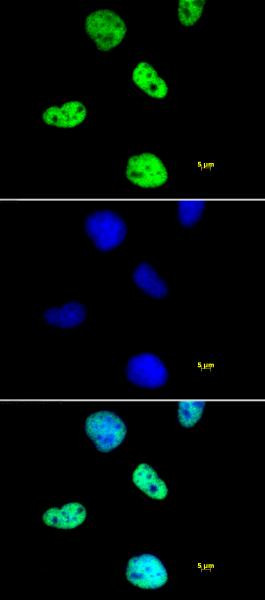 Histone H4ac (pan-acetyl) Antibody in Immunocytochemistry (ICC/IF)
