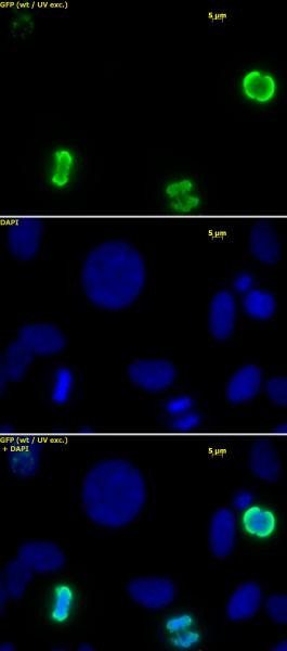 Phospho-Histone H3 (Ser10) Antibody in Immunocytochemistry (ICC/IF)