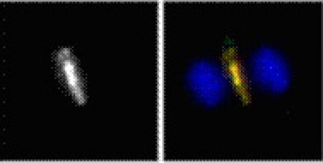 Phospho-Cyk-4 (Ser170) Antibody in Immunocytochemistry (ICC/IF)