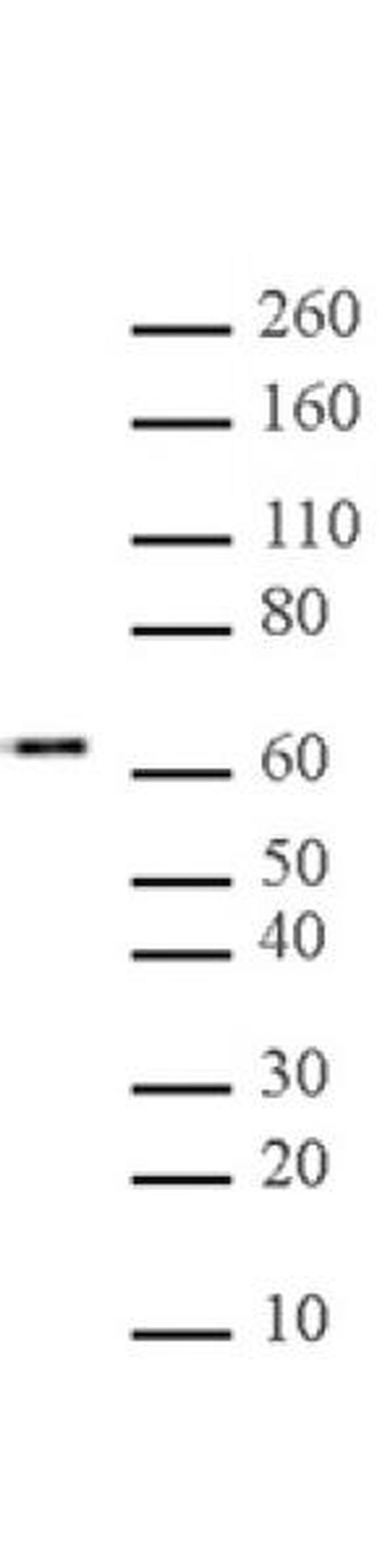 Myc-Tag Antibody in Western Blot (WB)