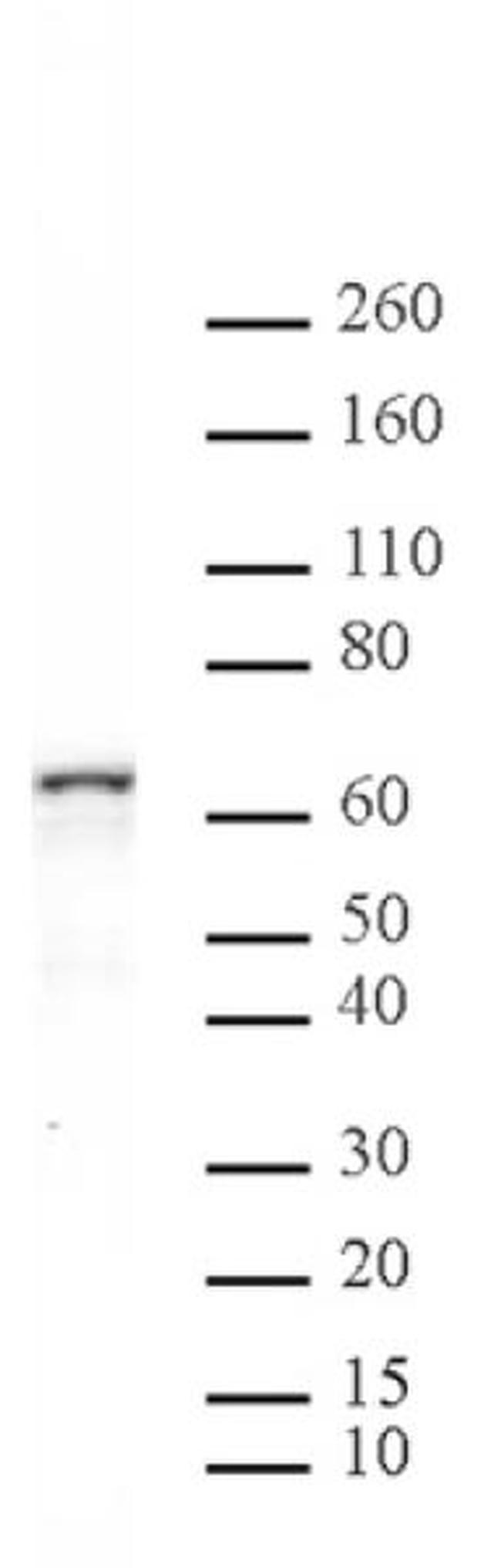 NFkB p65 Antibody in Western Blot (WB)