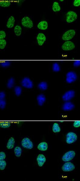 Histone H3K4me1 Antibody in Immunocytochemistry (ICC/IF)