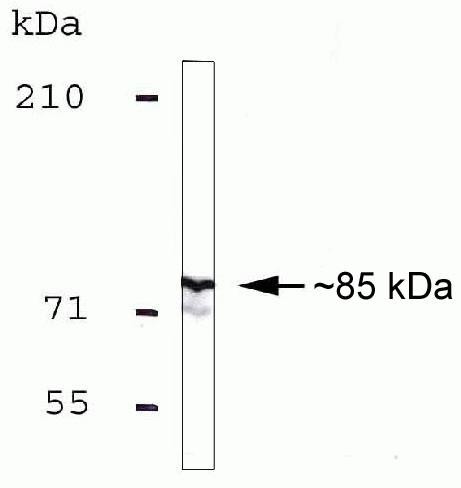 MLH1 Antibody in Western Blot (WB)