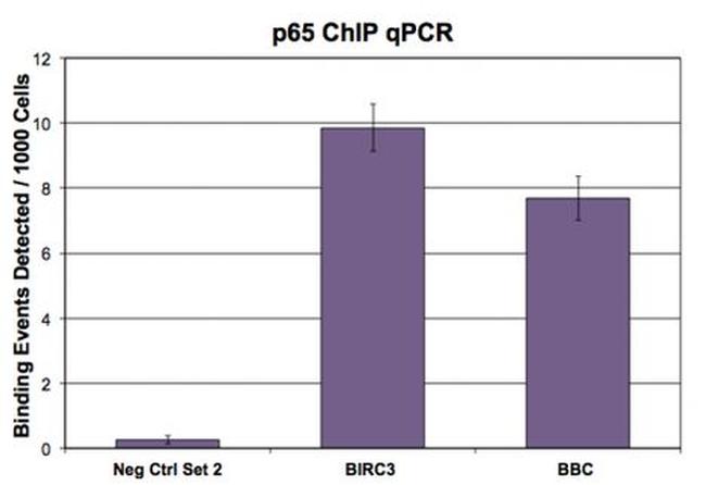 NFkB p65 Antibody in Western Blot (WB)
