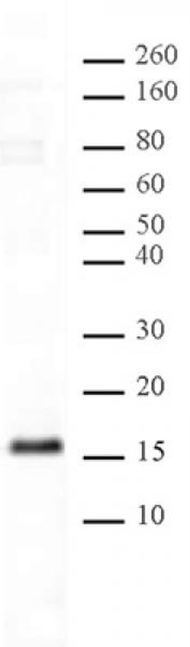 Histone H3K23me1 Antibody in Western Blot (WB)