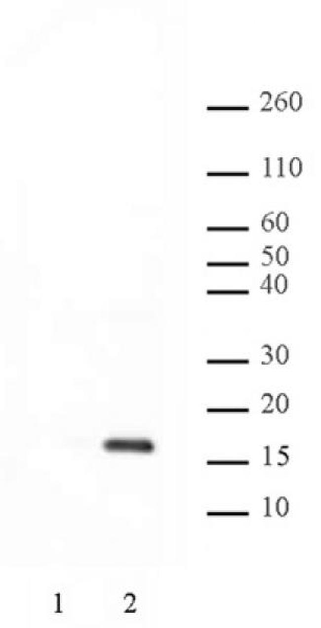 Phospho-Histone H2A (Thr120) Antibody in Western Blot (WB)