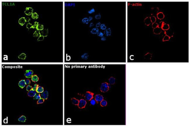 TCL1A Antibody in Immunocytochemistry (ICC/IF)