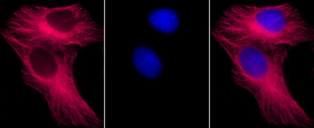 alpha Tubulin Antibody in Immunocytochemistry (ICC/IF)