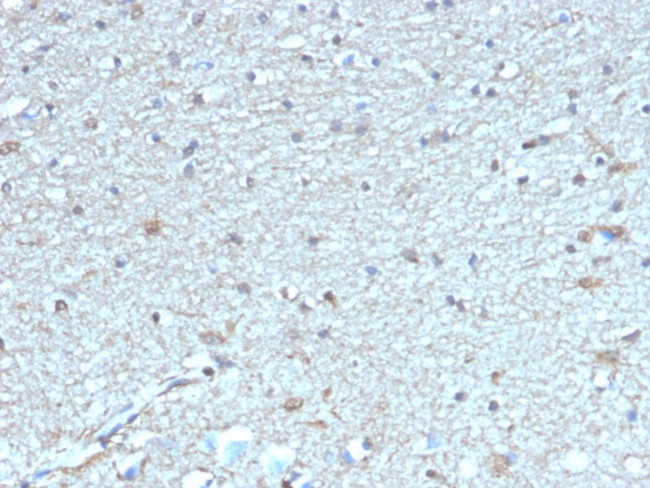 Leptin Receptor (LEPR)/Ob-R/CD295 Antibody in Immunohistochemistry (Paraffin) (IHC (P))