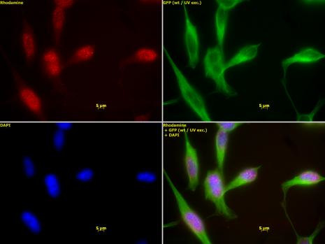 HDAC1 Antibody in Immunocytochemistry (ICC/IF)