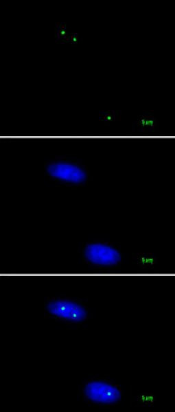 Nucleolin Antibody in Immunocytochemistry (ICC/IF)