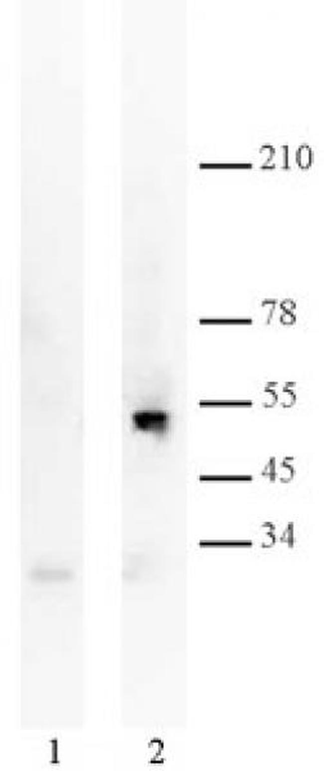 p53 Antibody in Western Blot (WB)