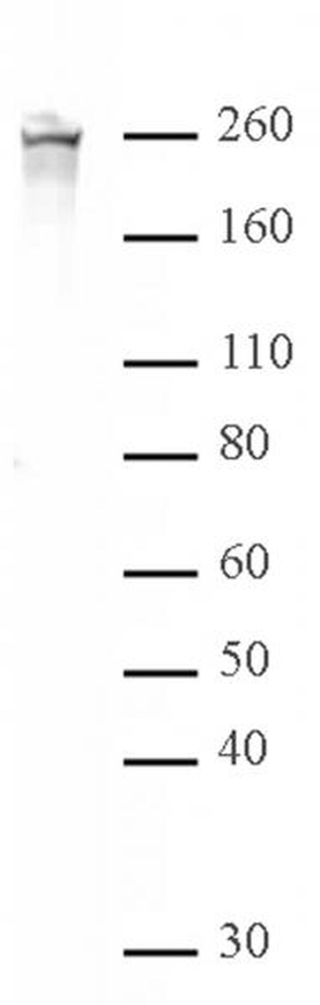 Phospho-RNA pol II CTD (Ser2) Antibody in Western Blot (WB)