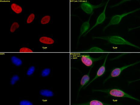 Histone H4K5ac Antibody in Immunocytochemistry (ICC/IF)