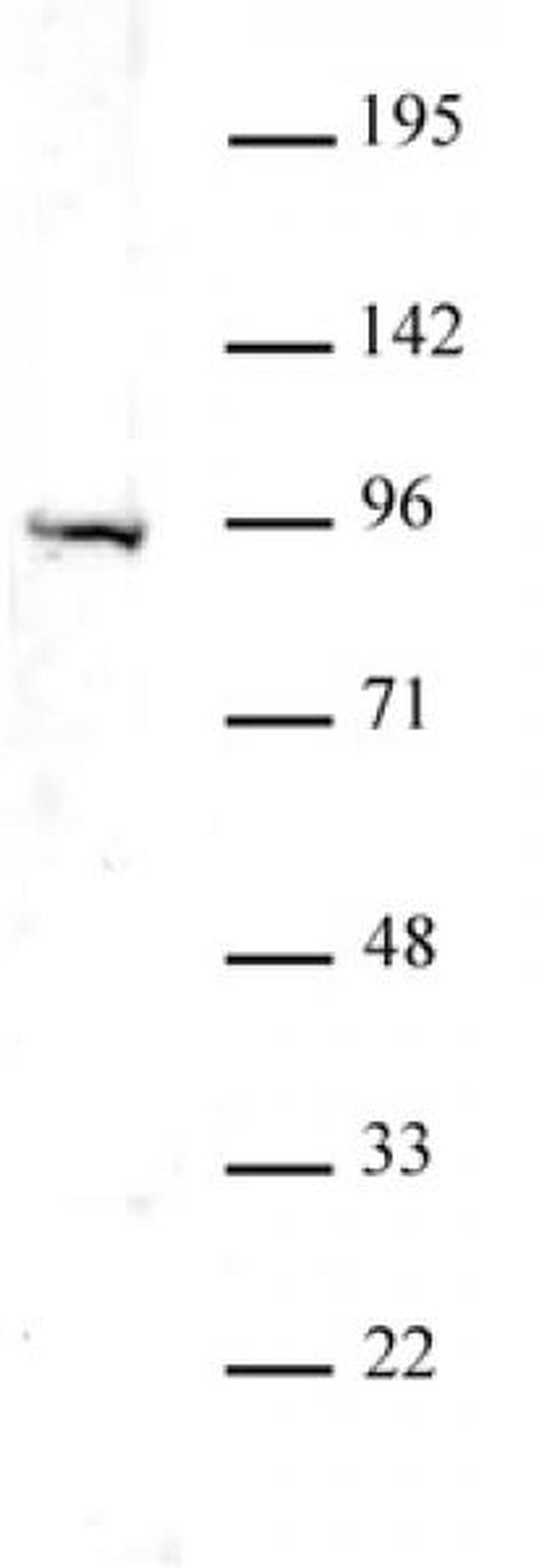 Uhrf1 Antibody in Western Blot (WB)