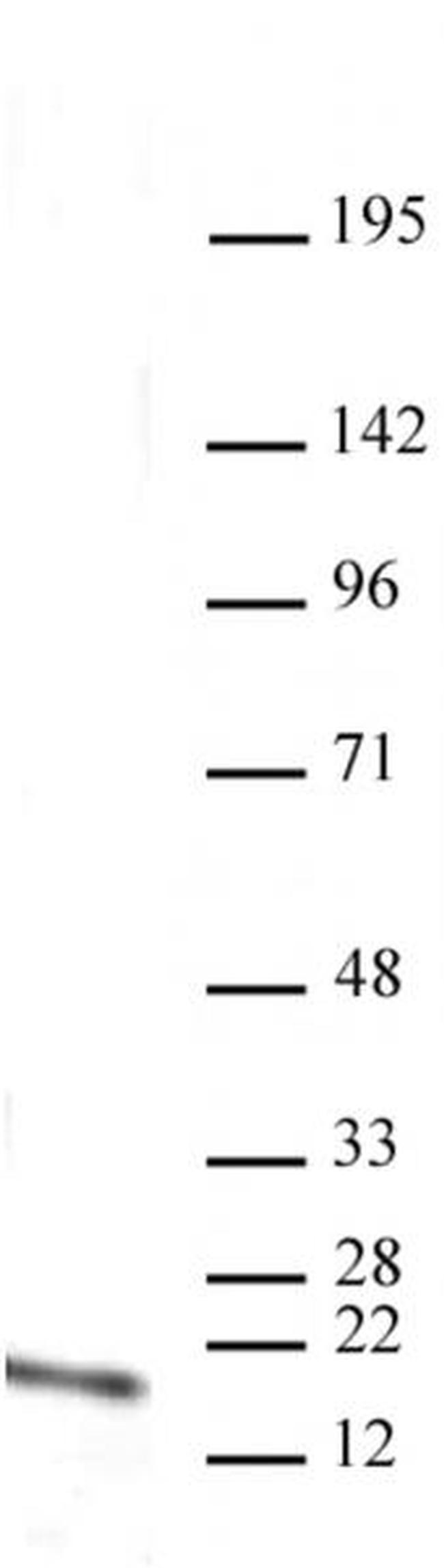 Histone H3K4me1 Antibody in Western Blot (WB)