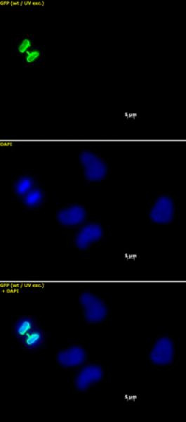 Phospho-Histone H3 (Ser10) Antibody in Immunocytochemistry (ICC/IF)