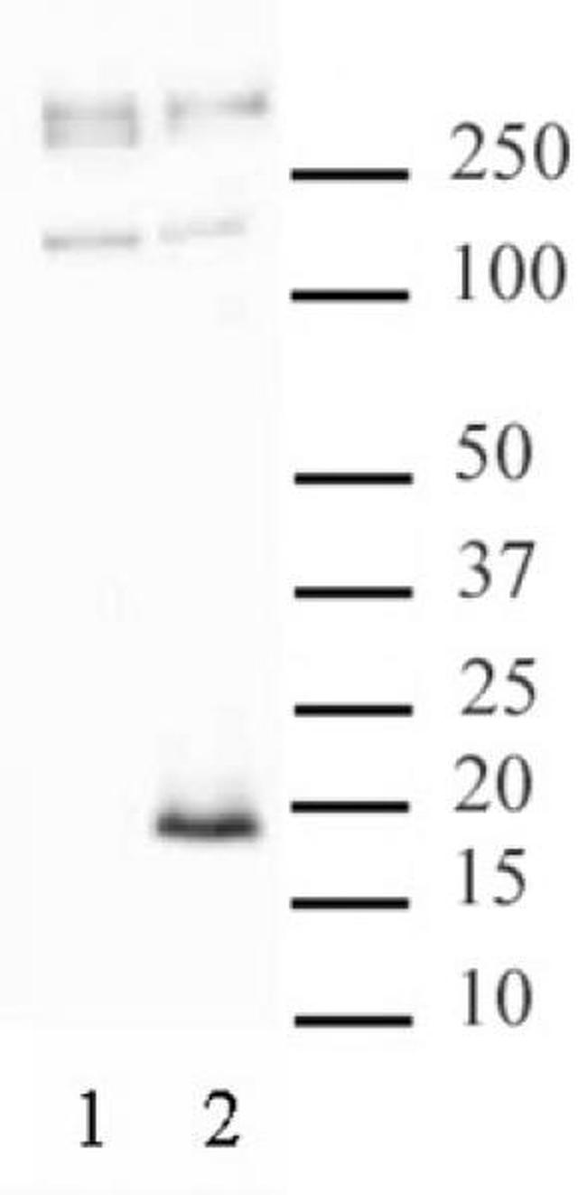 Phospho-Histone H3.3 (Ser31) Antibody in Western Blot (WB)
