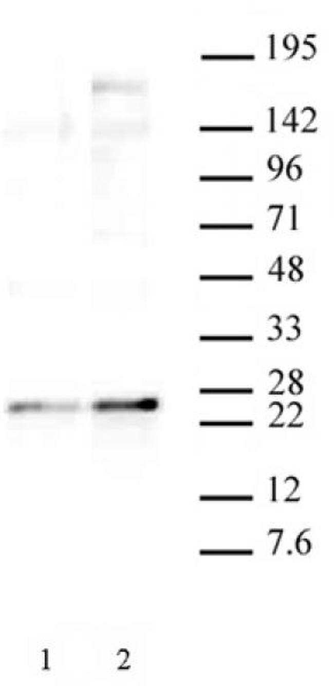 Phospho-HP1 gamma (Ser93) Antibody in Western Blot (WB)