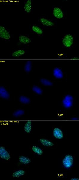 Histone H1 Antibody in Immunocytochemistry (ICC/IF)