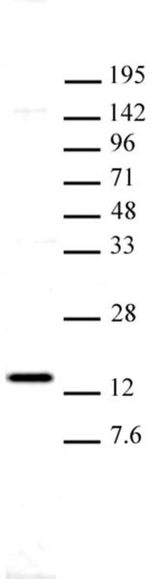 Histone H2Av Antibody in Western Blot (WB)