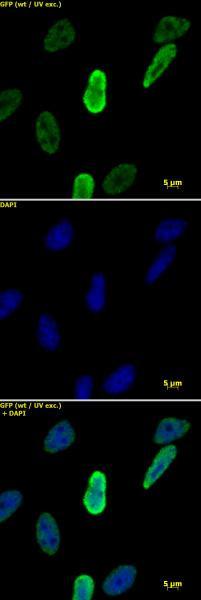Histone H4K20me1 Antibody in Immunocytochemistry (ICC/IF)