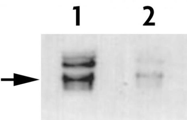 Phospho-Histone H3 (Thr45) Antibody in Western Blot (WB)