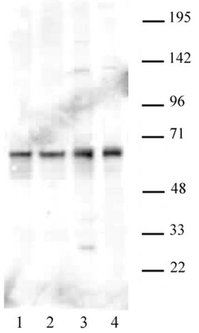 PARP-2 Antibody in Western Blot (WB)