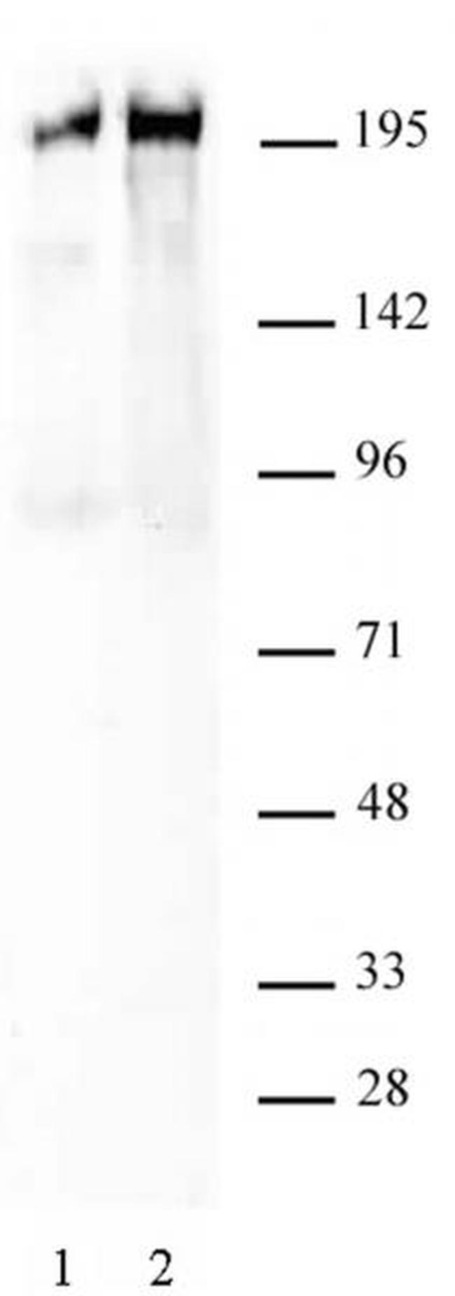 Phospho-RNA pol II CTD (Ser5) Antibody in Western Blot (WB)