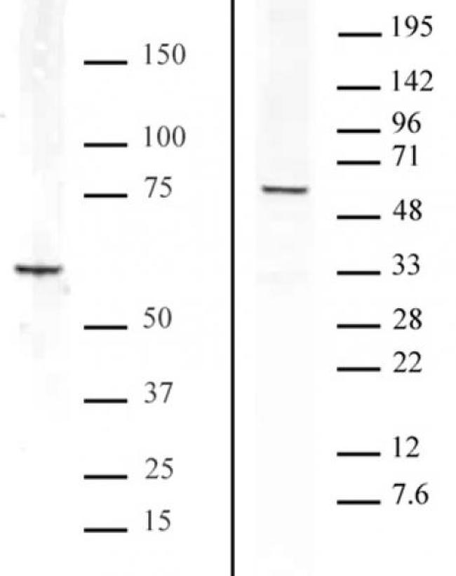 Bcl3 Antibody in Western Blot (WB)
